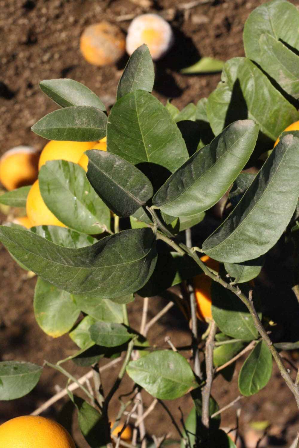            Sun leaves (Riverside, CA)   